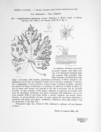 Colletotrichum ampelinum image